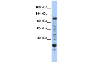 WB Suggested Anti-NFX1 Antibody Titration:  0. (NFX1 antibody  (N-Term))