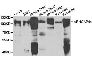 Western blot analysis of extracts of various cell lines, using ARHGAP44 antibody. (ARHGAP44 antibody  (AA 666-772))