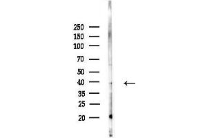 Western blot analysis of lysates from RAW264.