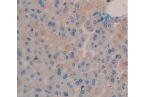 IHC-P analysis of Mouse Tissue, with DAB staining. (AMBP antibody  (AA 18-202))