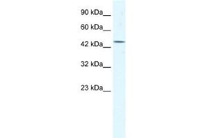 DDX48 antibody used at 1. (EIF4A3 antibody)