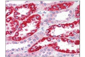 Human Kidney: Formalin-Fixed, Paraffin-Embedded (FFPE) (OCIAD2 antibody  (N-Term))