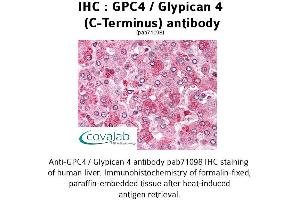 Image no. 1 for anti-Glypican 4 (GPC4) (C-Term) antibody (ABIN1734867)