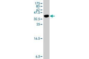 Western Blot detection against Immunogen (10. (SNAPIN antibody  (AA 41-136))