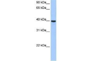 ST6GALNAC4 antibody used at 0. (ST6GALNAC4 antibody  (Middle Region))