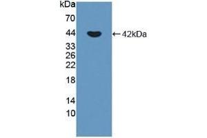 P-Cadherin antibody  (AA 371-660)
