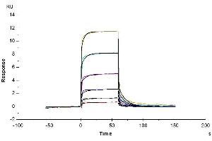 Biotinylated Human CD93, His-Avi Tag immobilized on CM5 Chip can bind Human IGFBP-7, His Tag with an affinity constant of 0. (CD93 Protein (CD93) (AA 22-580) (His-Avi Tag,Biotin))