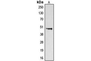 Western blot analysis of Dopamine Receptor D4 expression in HeLa (A) whole cell lysates. (DRD4 antibody  (C-Term))
