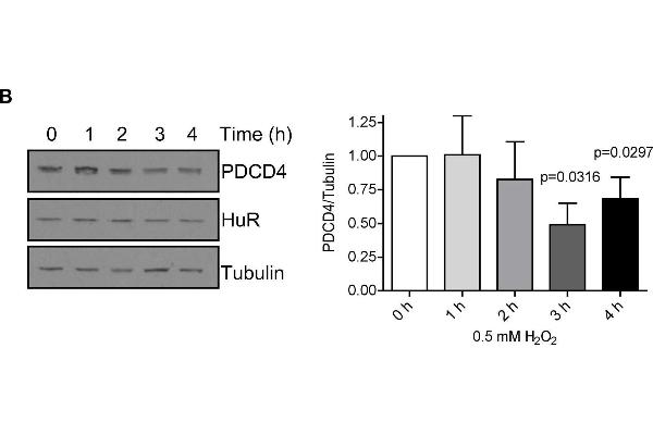 PDCD4 antibody  (C-Term)