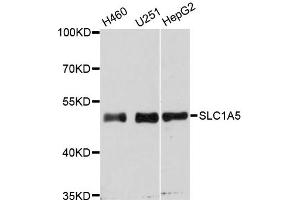 Western blot analysis of extracts of various cell lines, using SLC1A5 antibody (ABIN5975273) at 1:3000 dilution. (SLC1A5 antibody)