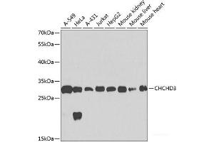 Western blot analysis of extracts of various cell lines using CHCHD3 Polyclonal Antibody at dilution of 1:1000. (CHCHD3 antibody)
