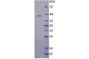 Image no. 1 for anti-Adrenergic, beta-1-, Receptor (ADRB1) (AA 181-250) antibody (FITC) (ABIN669358) (ADRB1 antibody  (AA 181-250) (FITC))