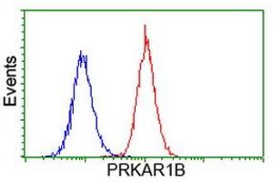 Image no. 1 for anti-Protein Kinase, CAMP-Dependent, Regulatory, Type I, beta (PRKAR1B) antibody (ABIN1500407) (PRKAR1B antibody)