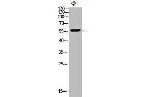 Western blot analysis of KB lysis using CLK1 antibody. (CLK1 antibody  (Internal Region))