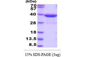 SDS-PAGE (SDS) image for Histamine N-Methyltransferase (HNMT) (AA 1-292) (Active) protein (His tag) (ABIN5855072)
