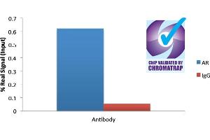 ChIP of 2ug ABIN185266 with 1ug DHT-treated HEC50 chromatin using the Chromatrap® spin column sonication kit (Protein G) measuring FKBP5 enrichment. (Androgen Receptor antibody  (N-Term))