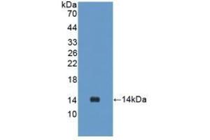 Detection of Recombinant UCN2, Rat using Polyclonal Antibody to Urocortin 2 (UCN2) (Urocortin 2 antibody  (AA 23-107))