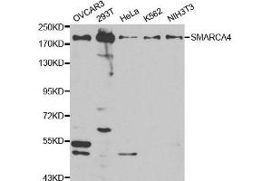 Western blot analysis of extracts of various cell lines, using SMARCA4 antibody. (SMARCA4 antibody  (AA 30-130))