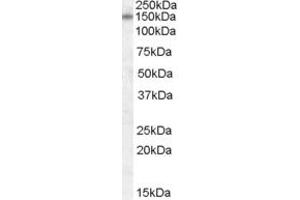 ABIN263164 (0. (DLG1 antibody  (Internal Region))