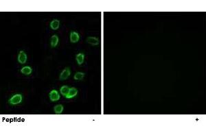 Immunofluorescence analysis of A-549 cells, using ATP5G3 polyclonal antibody .