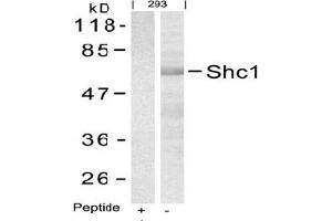 Image no. 3 for anti-SHC (Src Homology 2 Domain Containing) Transforming Protein 1 (SHC1) (Tyr427) antibody (ABIN197591) (SHC1 antibody  (Tyr427))