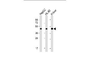 All lanes : Anti-ADK Antibody (N-term) at 1:4000 dilution Lane 1: HepG2 whole cell lysate Lane 2: HL-60 whole cell lysate Lane 3: Human liver lysate Lysates/proteins at 20 μg per lane. (ADK antibody  (AA 1-345))