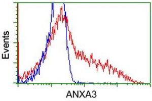HEK293T cells transfected with either RC201540 overexpress plasmid (Red) or empty vector control plasmid (Blue) were immunostained by anti-ANXA3 antibody (ABIN2452758), and then analyzed by flow cytometry. (Annexin A3 antibody)