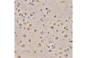 Immunohistochemistry of paraffin-embedded rat brain using MonoMethyl-Histone H3-K36 antibody. (Histone 3 antibody  (H3K36me))