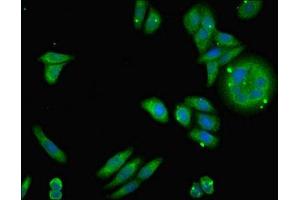 Immunofluorescent analysis of HepG2 cells using ABIN7160891 at dilution of 1:100 and Alexa Fluor 488-congugated AffiniPure Goat Anti-Rabbit IgG(H+L) (NDUFA12 antibody  (AA 1-145))