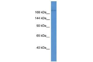 WB Suggested Anti-Abca1 Antibody Titration:  0. (ABCA1 antibody  (Middle Region))