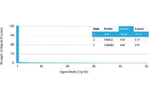 Analysis of Protein Array containing more than 19,000 full-length human proteins using Albumin Mouse Monoclonal Antibody (ALB/2355). (Albumin antibody)
