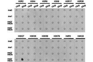 Western Blotting (WB) image for anti-Histone 3 (H3) (H3K27me3) antibody (ABIN1873002)