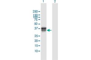 Western Blot analysis of HS3ST1 expression in transfected 293T cell line by HS3ST1 MaxPab polyclonal antibody.
