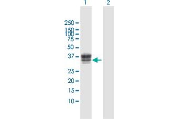HS3ST1 抗体  (AA 1-307)