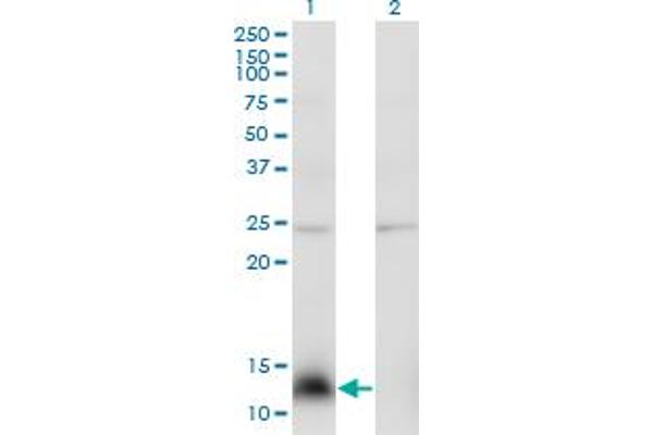 NPY anticorps  (AA 29-97)