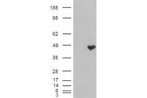 Image no. 2 for anti-Carboxypeptidase A1 (Pancreatic) (CPA1) (AA 1-419) antibody (ABIN1490771)