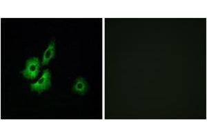 Immunofluorescence analysis of A549 cells, using OR4D1 Antibody. (OR4D1 antibody  (AA 261-310))