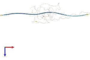 AlphaFold protein structure predicition of Human Recombinant CCDC73 Protein, UniprotID Q6ZRK6 (CCDC73 Protein (AA 1-1079) (His tag))