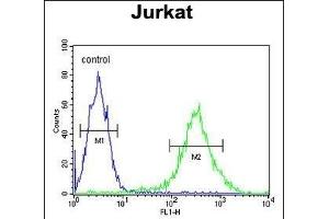 PKHH2 Antibody (C-term) (ABIN653730 and ABIN2843037) flow cytometric analysis of Jurkat cells (right histogram) compared to a negative control cell (left histogram). (PLEKHH2 antibody  (C-Term))