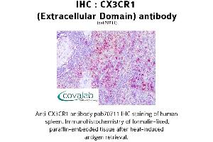 Image no. 1 for anti-Chemokine (C-X3-C Motif) Receptor 1 (CX3CR1) (3rd Extracellular Domain) antibody (ABIN1733387) (CX3CR1 antibody  (3rd Extracellular Domain))
