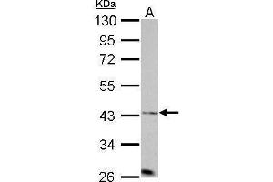 Aurora A antibody  (C-Term)