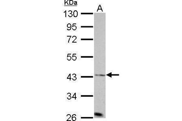 Aurora A antibody  (C-Term)