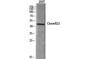 Western Blot (WB) analysis of 293T lysis using ChemR23 antibody. (CMKLR1 antibody  (Internal Region))