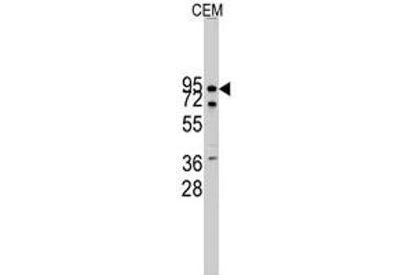 CDH10 抗体  (N-Term)