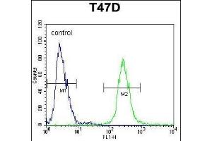 FGG Antibody (C-term) (ABIN391494 and ABIN2841461) flow cytometric analysis of T47D cells (right histogram) compared to a negative control cell (left histogram). (FGG antibody  (C-Term))