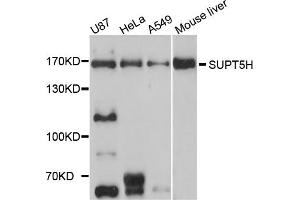 Western blot analysis of extracts of various cell lines, using SUPT5H antibody. (SUPT5H antibody)