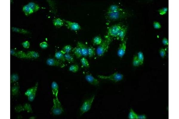 NEK4 antibody  (AA 516-661)