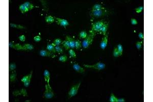 Immunofluorescence staining of Hela cells with ABIN7169102 at 1:100, counter-stained with DAPI.