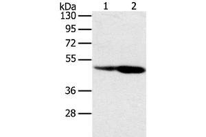 Western Blot analysis of Hepg2 and hela cell using SNX8 Polyclonal Antibody at dilution of 1:400