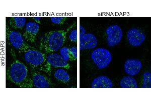 Immunofluorescence (IF) image for anti-Death-Associated Protein 3 (DAP3) (C-Term) antibody (ABIN184743)